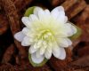 Show product details for Hepatica japonica Ryokusetsu